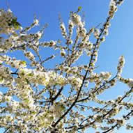 http://blog.khymos.org/wp-content/2008/08/cherry-blossom-1.jpg